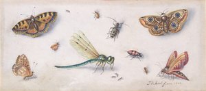 Insectos, Borboletas, e uma Libélula, século XVII.