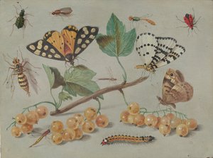 Estudo da Borboleta e dos Insectos, c. 1655.