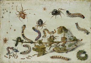 Várias Aranhas e Lagartas, com um ramo de groselha, no início da década de 1650