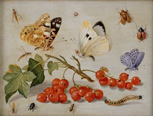 Uma natureza morta com raminho de groselhas, borboletas, besouros, lagartas e insetos (óleo sobre cobre)