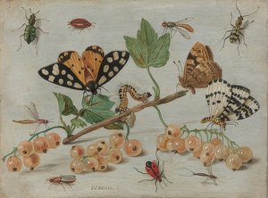 Insetos e frutas. Por volta de 1660-65 de Jan van Kessel the Elder