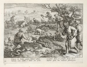 Vipers italianos que comem sapos, placa 60, ilustração de &39;Venationes, Ferarum, Avium, Piscium&39; (da caça: Bestas selvagens, pássaros, peixes), gravada por Jan Collaert (1566-1628), bar. por Phillipus Gallaeus, de Jan van der Straet