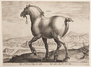 Um cavalo saxão, do primeiro conjunto de "Equile Joannis Austriaci" de Jan van der Straet, called Stradanus