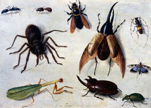 Insectos
