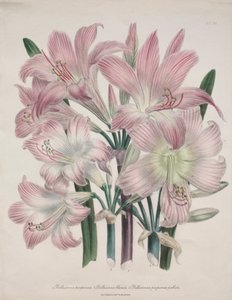 Belladonna Lily: Amarílis beladona