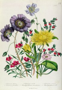 Calandrinia, prato 18 de &39;The Ladies&39; Flower Garden &39;, publicado em 1842 (cor litho)