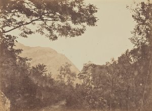 Acácia, Como