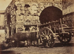 Carrinho de Búfalo, Roma