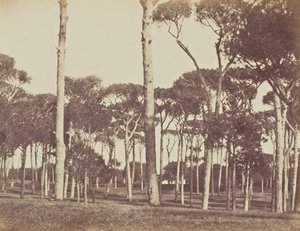Pinhal de pedra, Villa Pamfili Doria, Roma