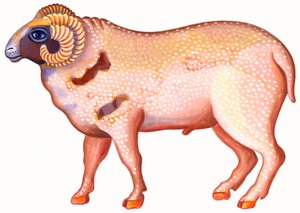 Aries the Ram, 1996, (tinta e guache) de Jane Tattersfield