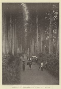 Avenida dos pinheiros Cryptomeria em Nikko