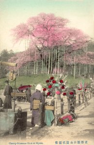 Flores De Cerejeira, Gion, Kyoto, Japão de Japanese Photographer