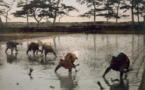 Cinco camponeses replantando arroz em um arrozal, década de 1890. de Japanese Photographer