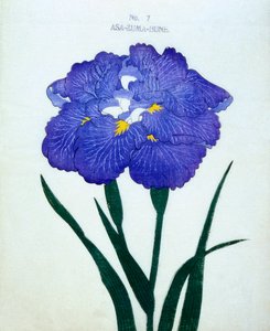 Asa-Zuma-Bune, nº 7, 1898