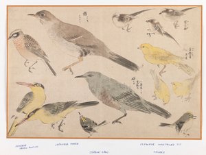 Aves no estilo Okyo (impressão a cores em xilogravura) de Japanese School