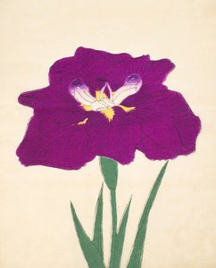 Hizume-no.-Hyoshi, nº 29, 1898 de Japanese School