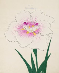 Misuji-no.-Ito, nº 17, 1898 de Japanese School