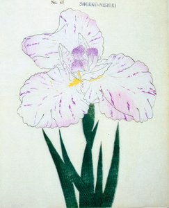 Shokko-Nishiki, nº 48, 1898