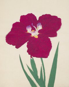 Tai-Hei-Raku, nº 18, 1890 (impressão em xilogravura a cores) de Japanese School