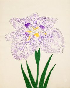 Yamato-Nishiki, nº 31, 1890 de Japanese School
