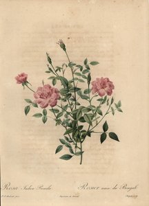 Rosa chinesa miniatura rosa, Rosa chinensis.
