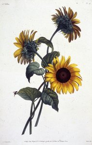Flores ou sóis de Tournol. Prato botânico retirado de ""Coleção de flores e frutas pintadas da natureza"" de Jean Louis Prevost de Jean Louis Prevost