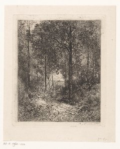 Vista da floresta