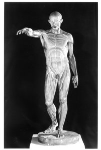 Corpo esfolado (gesso)