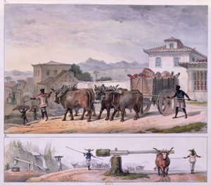 Transportando Carne e Domesticando um Boi