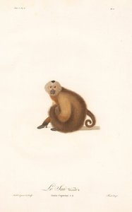 Capuchinho castanho (Simia capucina) de Jean Baptiste Audebert