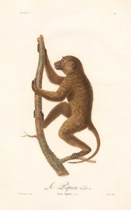 Babuíno da Guiné trepador (Simia Sphinx, Variedade a)