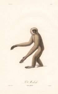 Langur cinzento (Simia moloch) de Jean Baptiste Audebert
