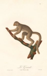 Lémure-rato-cinzento (Lemur griseus) de Jean Baptiste Audebert