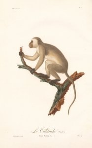Macaco Verde (Simia Sabaea, Variante A) de Jean Baptiste Audebert