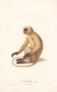 Langur de Hanuman (Simia entellus) de Jean Baptiste Audebert