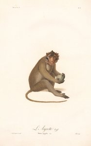 Langur de Javan (Simia aygula) de Jean Baptiste Audebert