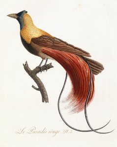 Le Paradis Rouge, 1802 de Jean Baptiste Audebert