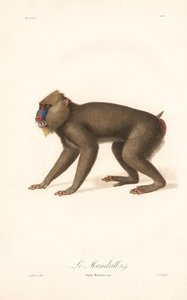 Mandril (Simia Maimon) de Jean Baptiste Audebert