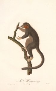Lémure-monge (Lemur Mongoz) de Jean Baptiste Audebert