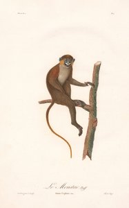 Macaco de bigode (Simia cephus)