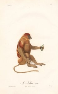 Macaco de probóscide (Simia nazica) de Jean Baptiste Audebert
