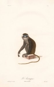 Macaco de cauda vermelha (Simia ascanius) de Jean Baptiste Audebert