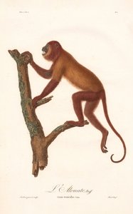 Macaco uivador vermelho (Simia seniculus)