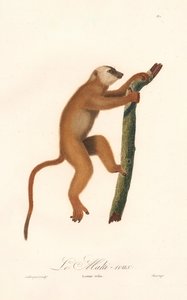 Lémure vermelho (Lemur rufus) de Jean Baptiste Audebert