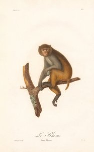 Macaque Rhesus (Simia Rhesus) de Jean Baptiste Audebert