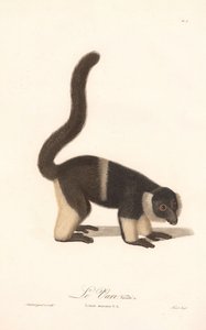 Variedade de lémure-ruivo (Lemur macaco V.A.) de Jean Baptiste Audebert