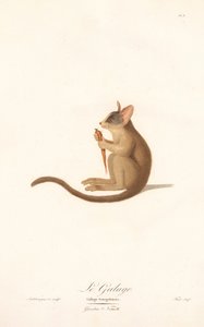 Arbusto do Senegal (Galago senegalensis) de Jean Baptiste Audebert