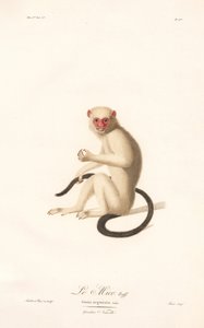 Sagui prateado (Simia argentata) de Jean Baptiste Audebert
