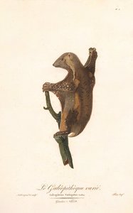 Lémure-voador-pintado (Galeopithecus variegatus) de Jean Baptiste Audebert