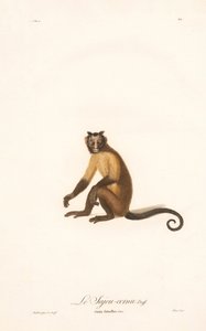 Capuchinho (Simia fatuellus) de Jean Baptiste Audebert